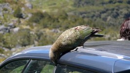 Kea_Homer_Tunnel_271108a.jpg