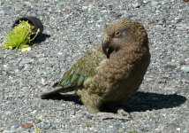 Kea_HomeTunnel_271108b.jpg