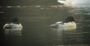 Goosander.jpg