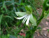 Green Wood Orchid.JPG