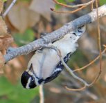 woodpecker8.jpg