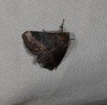 Thosea threnopis 17 11 2023.JPG