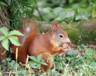 a30redsquirrel.jpg