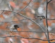 Chickadees_6400.jpg