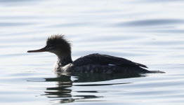 p.1.Merganser.png