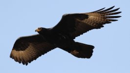 Verreaux's_Eagle._Black_Eagle,_Aquila_verreauxii,_at_Walter_Sisulu_National_Botanical_Garden,_...jpg