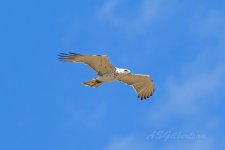 Short-toed-Eagle-(104)-fbook.jpg