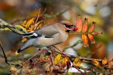 Waxwing-(75)-fbook.jpg