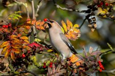 Waxwing-(107)-fbook.jpg