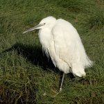 egret on marsh.jpg