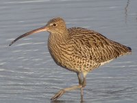 Curlew - Flashes - 06 12 23.JPG