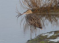 Curlew  1- Flashes - 06 12 23.JPG