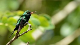 Chlorostilbon auriceps (1) San Andrés de la Cal.jpg