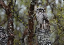 2719 Hawk Owl 3.JPG