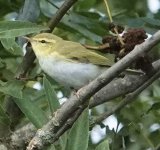 DSC06463.jpeg   Grdn. Wood Warbler 8.jpeg