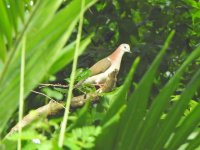 Carribean Dove.jpg