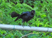 Greater Antillean Grackle 2.jpg