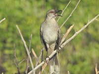 Bahama Mockingbird 1.JPG