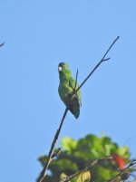 Black-billed Parrot.JPG