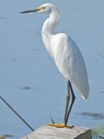 Snowy Egret.JPG