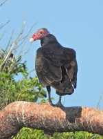 Turkey Vulture 2.JPG