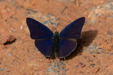 Anthene larydas Common Ciliate Blue (2).jpg