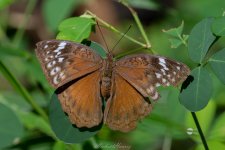 Bebearia cocalia cocalia female (2).jpg