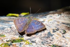 Euriphene sp, male, possibly E. borombina.jpg