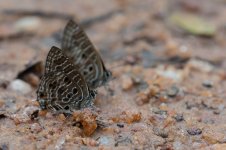 Spotted Ciliate Blue Anthene larydas (2).jpg