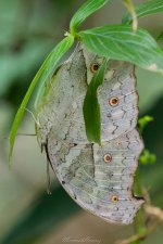 Forest Mother of Pearl Protogoniomorpha parhassus 2.jpg