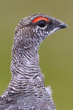 Ptarmigan.jpg