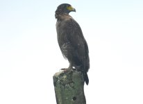 Crested Serpent Eagle CtoK 181123.JPG