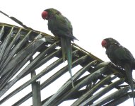 Alexandrine Parakeet Kitulgula 181123 (1).JPG