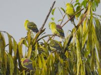 Sri Lanka Green Pigeon Kitulgula 181123 (2).JPG