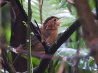 Brown-capped Babbler Kitulgala 191123 (3).JPG