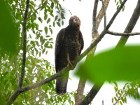 Crested Honey-buzzard Kitulgala 191123 (4).JPG