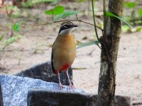 Indian Pitta Kitulgala 191123 (6).JPG