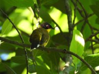 Black-capped Bulbul Kitulgala 2021123 (1).JPG