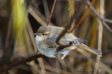 Siberian-Chiffchaff-(115)-fbook.jpg