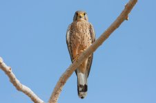 Kestrel-(13)-fbook.jpg