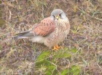 Male Kestrel 1.jpg