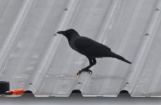 House Crow (2023.12.23).jpg