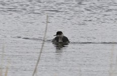 Black-necked Grebe 03 (2023.12.23).jpg