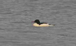 Goosander (2023.12.23).jpg