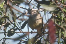 Mouse-colored Tyrannulet_79908.jpg