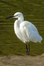 AI 700 little egret frem.jpg