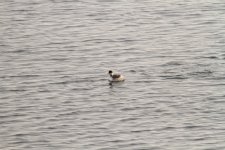 Black-Necked Grebe.jpg