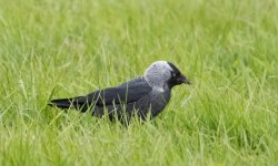 Jackdaw.jpg