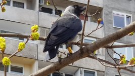 an example of a Jackdaw that bred in Warsaw.jpg