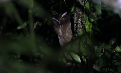 A17 Crested Owl.jpg